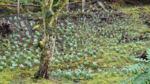 Snowdrop day at Dunvegan Castle