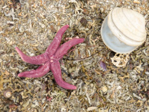 Pink Starfish