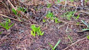 Young bluebells