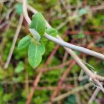 Honeysuckle