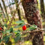 Cotoneaster