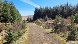 Struan Hill Road Forest Track