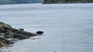 Seals on the rocks